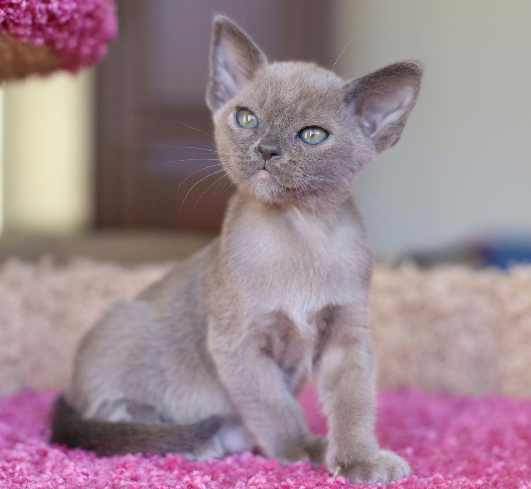питомник бурманских кошек